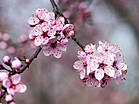 Prunus spinosa 'Rosea'