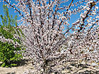 Prunus 'Trailblazer'