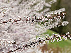 Prunus 'Trailblazer'