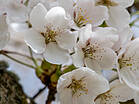 Prunus 'Umineko'