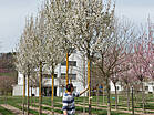 Prunus 'Umineko'