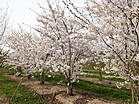 Prunus yedoensis