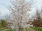 Prunus yedoensis