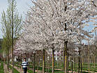 Prunus yedoensis