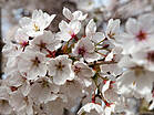 Prunus yedoensis
