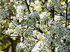 Pyrus calleryana 'Chanticleer'