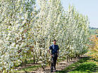 Pyrus calleryana 'Chanticleer'