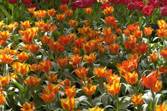 Tulipa Compostella
