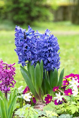 Hyacinthus orientalis Blue Star