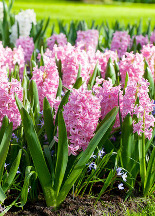 Hyacinthus orientalis Pink Surprise