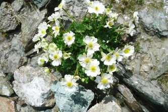 Ranunculus alpestris_1