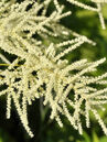 Aruncus dioicus