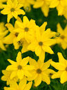 Coreopsis verticillata 'Grandiflora'
