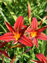 Hemerocallis 'Sammy Russell' 