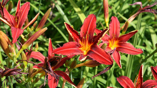 Hemerocallis 'Sammy Russell' 