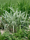 Miscanthus sinensis 'Variegatus'