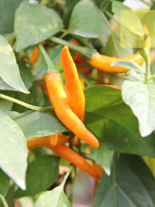 Capsicum Chili orange