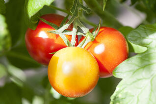 Solanum lycopersicum