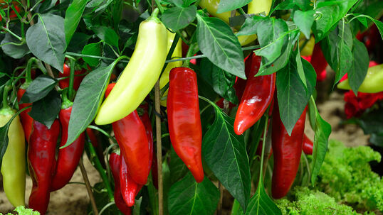Die Peperoni sind wüchsiger, wenn sie veredelt werden. Übrigens, der Wurzelteil ist auch eine Tomate. Foto © PlantaPro