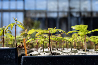 Eichen-Sämlinge (Quercus) aus generativer Vermehrung – junge Gehölze aus Samenanzucht bei Hauenstein Rafz
