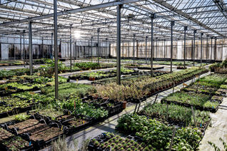 Staudengärtnerei Hauenstein Rafz – moderne Anzuchtflächen für generative und vegetative Vermehrung.