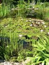 In einem Teich ist bei der Bepflanzung auf die unterschiedlichen Bedürfnisse der Pflanzen zu achten. Besonders die Wassertiefe hat einen starken Einfluss auf das Wachstum. 