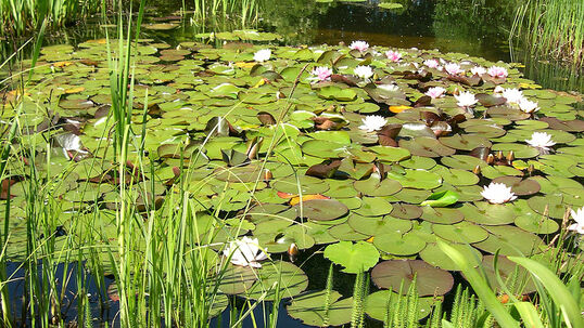 In einem Teich ist bei der Bepflanzung auf die unterschiedlichen Bedürfnisse der Pflanzen zu achten. Besonders die Wassertiefe hat einen starken Einfluss auf das Wachstum. 