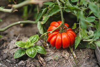 Tomaten harmonieren nicht nur imTeller gut mit Basilikum, sie fördern sich auch im Beet gegenseitig.