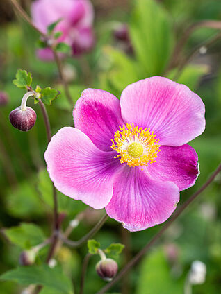 Herbstanemonen blühen, gemäss dem Namen, im September und Oktober.