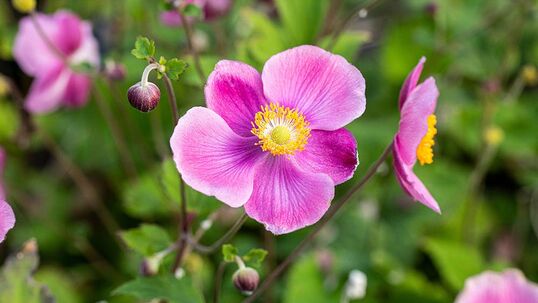 Herbstanemonen blühen, gemäss dem Namen, im September und Oktober.