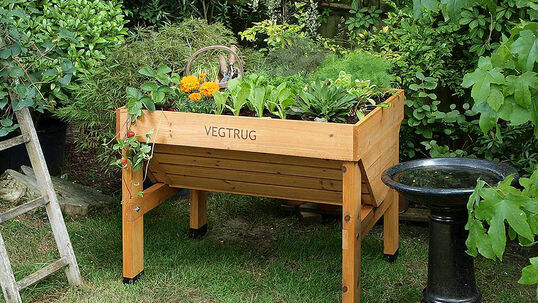 Gemüse und Salate schmecken frisch geerntet einfach am besten. 