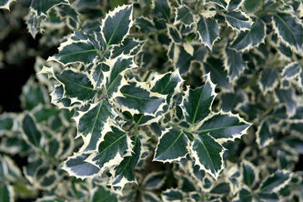 Ilex aquifolium Argentea Marginata