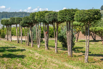 Taxus