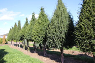 Taxus
