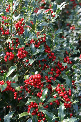 Ilex aquifolium Alaska