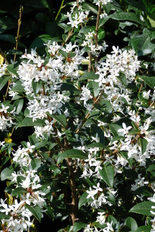 Osmanthus burkwoodii