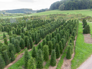 Taxus