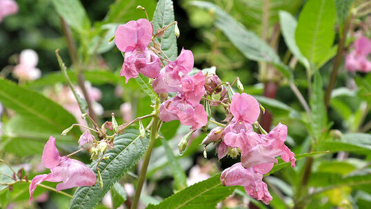 Das Drüsige Springkraut (Impatiens glandulifera) wächst häufig im lichten Wald, an Waldrändern, an Ufern von Seen und Flüssen. Es versamt sich sehr leicht und kann grosse Flächen bedecken. Foto © PlantaPro