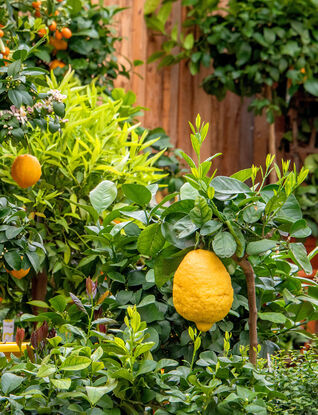 Die Zitrone (Citrus limon) begeistert mit intensiv duftenden Blüten und sonnengelben Früchten.
