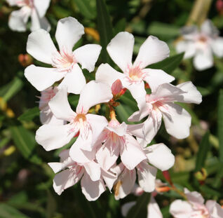 Der Oleander (Nerium oleander) zählt zu den Klassikern unter den mediterranen Kübelpflanzen.