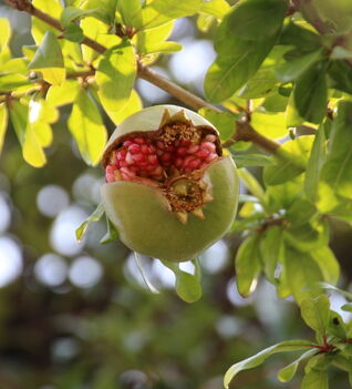 Von Juni bis September schmückt der Granatapfel (Punica granatum) mit seinen korallenroten Blüten Balkon und Terrasse. Aus ihnen entwickeln sich dekorative Früchte mit leuchtend roten, essbaren Samen.