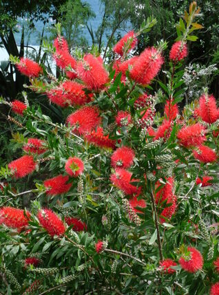 Im Mai und Juni schmückt der Flaschenputzer (Callistemon) den Garten mit seinen leuchtend roten, bürstenförmigen Blüten.