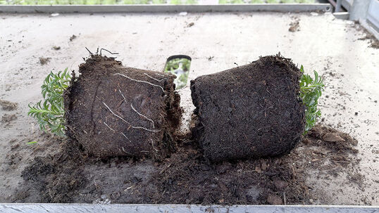 Bei der Durchwurzelung sieht man den Unterschied mit und ohne Multikraft. Das zieht sich weiter betreffend Wuchs, Ertrag und Gesundheit. 