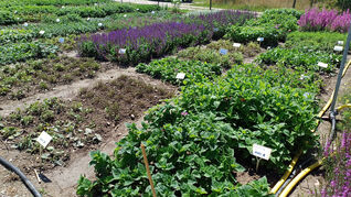 Mutterpflanzen bilden das Ausgangsmaterial für die weitere Vermehrung