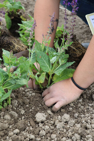 Aufpflanzen der Mutterpflanzen.