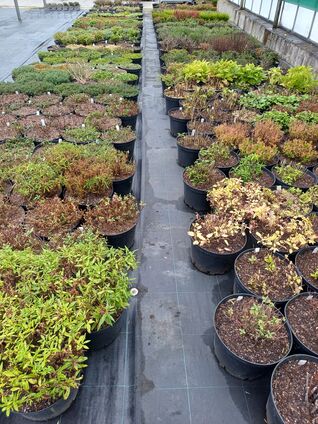 Mutterpflanzen im Topf