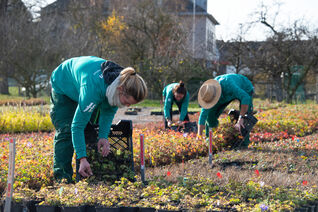 Schonender Pflanzenschutz in der vegetativen Vermehrung