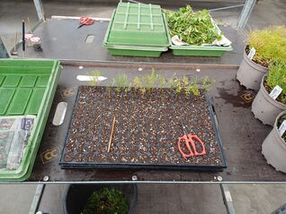 Stecklingsvermehrung