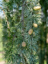 Cedrus libani 'Glauca Pendula'