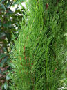 Cupressus sempervirens 'Totem'